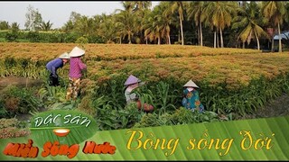 Về Tiền Giang thu hoạch BÔNG SỐNG ĐỜI ngày giáp Tết | Đặc sản miền sông nước