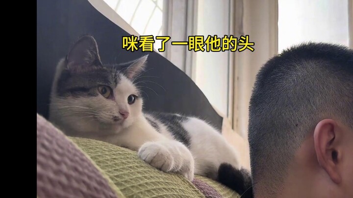 Cats can actually understand hand gestures and do bad things