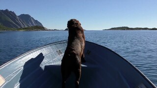 Hình ảnh những chú chó dễ thương nhất thế giới/ Pictures of the cutest dogs in the world.