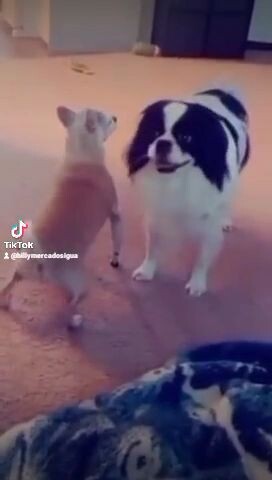 dog dance