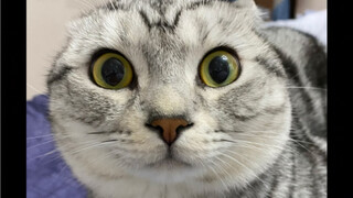 The bad cat disturbed the dream in the early morning, and the owner took revenge madly!
