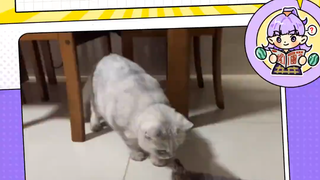 没用的男人和他没有的两只猫