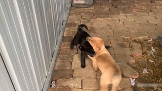 Brother and sister, a pastoral dog, fought fiercely, and the aunt next door rushed to break up the f