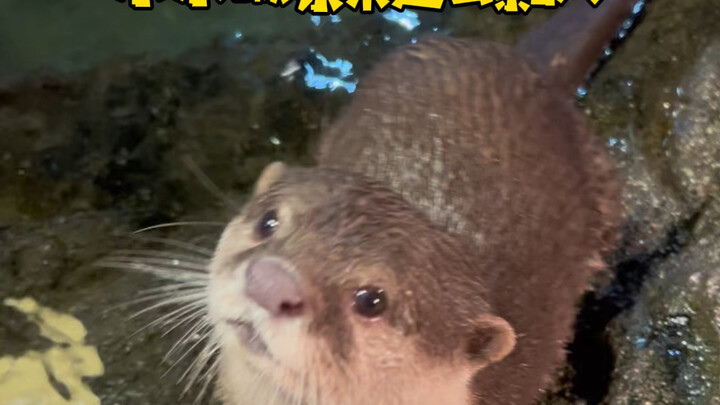 Little otters are actually so cuddly!