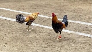FIRST FIGHT 3 COCK DERBY ELIMINATION, TRIPLE J VS MAG UTOL GF 110K PARADA #SABONGWPC