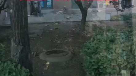 Around 8 PM on July 22, approximately 15 cats fell to their deaths from the 16th floor of Building 9