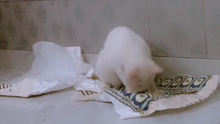 Me Time 😁 #funnycat #cat #video #catvideo #whitecat #catmemes