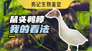 Rat head and duck neck, my opinion