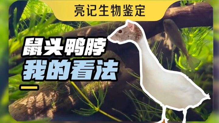 Đầu chuột và cổ vịt, theo ý kiến của tôi
