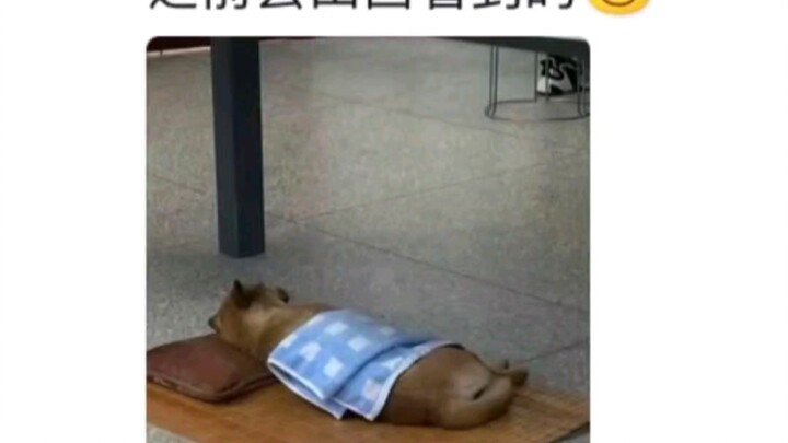 Văn hóa ngủ trưa ở Sơn Tây đậm đà đến mức nào hahaha