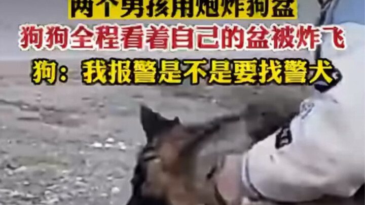 两个男孩用跑炸狗盆 狗狗全程看着自己的盆被炸飞 狗：我报警是不是要找警犬
