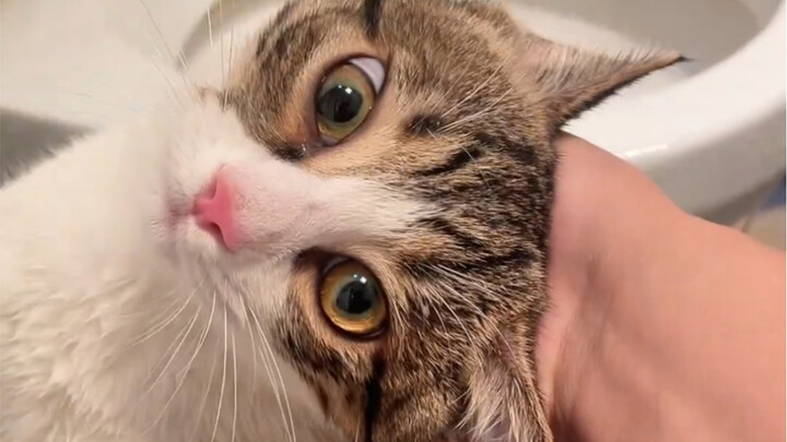 Không cãi vã, không quậy phá, không hợp tác