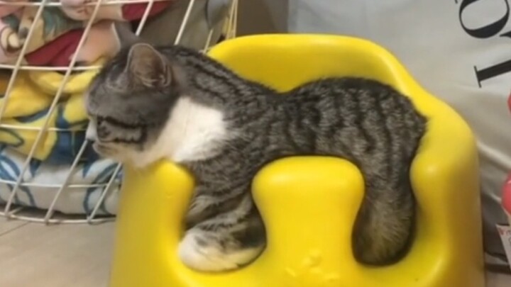 “A Cutest Animal Behavior Showcase”