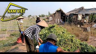 Xuyến Lên Dì Út 11 hái mót dưa về ăn tết 😅 Nam Việt 1305