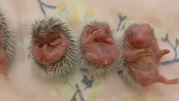 Mother Hedgehog gave birth to 4 little hedgehogs