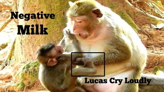 AH GOD!!,MONKEY LEYLA TERRIFY FIGHT HER BABY LUCAS CRY VERY LOUDLY,WHY MUM NEGATIVE REQUEST MILK​