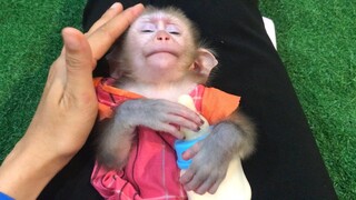 No where as warm as mommy lap for monkey Mino