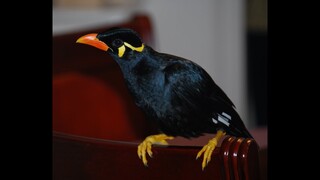 Best of Mynah singing Filipino folk song, Bahay Kubo. Tribute to our beloved talking myna. #myna