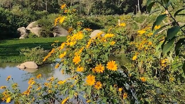 サンパウロ、SP サンパウロ森林公園 訪問