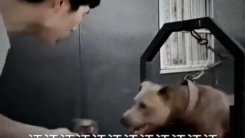 Rốt cuộc con nào là chó