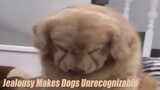 [Compilation] Videos of dogs getting jealous