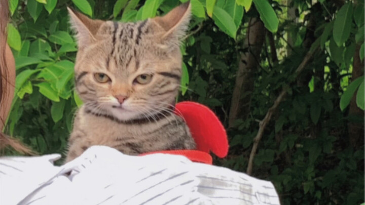A Record of a Cute Kitten Turning into a Sassy Cat!