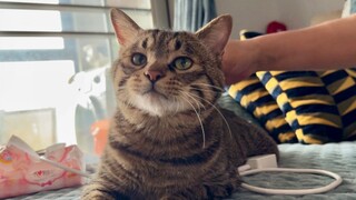 Anak kucing itu tidak suka ayahku dan langsung kabur begitu melihatnya. Tapi setelah aku memunguti s