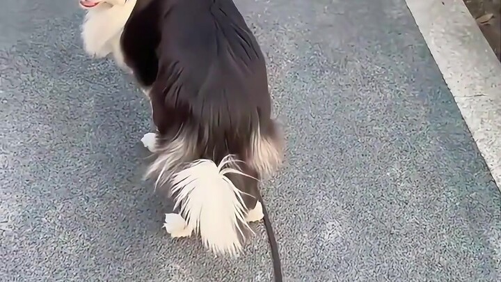 A masterclass in doggy social skills—and an essential lesson for the workplace!