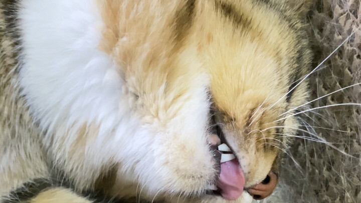 Holy crap, it shut down in a second! Such a loser kitty!