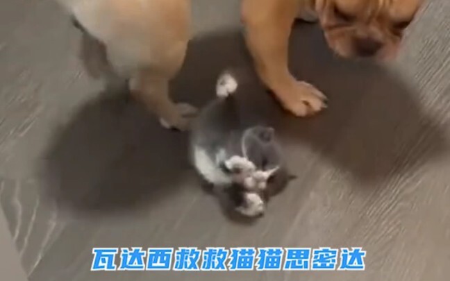 Kucing: Tetaplah hidup, siapa yang bisa melewatimu!