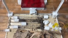 Ants are smart