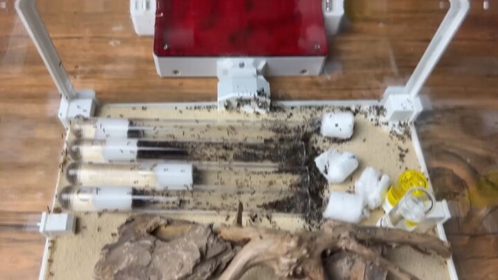 Ants are smart