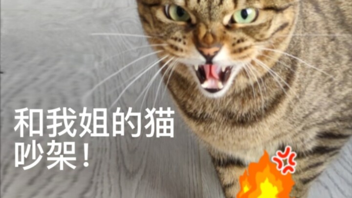 我好像知道怎么骂猫了