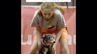 Sự kiện thể thao của chó, vô cùng hấp dẫn