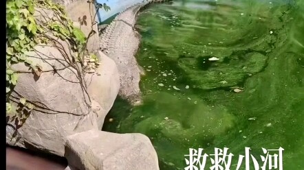 They don’t need much—just a water depth twice their body height and a temperature no lower than 23°C