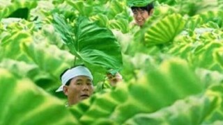 【Kikujiro's Summer】là phiên bản giới hạn mùa hè.