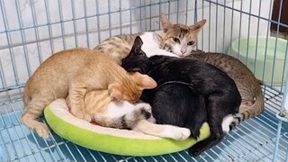 Khế Thúi #83 Bầy con của Ngầu chưa lớn, nhưng quá bự con.