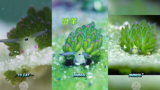 神奇动物在海底：会进行光合作用的叶羊