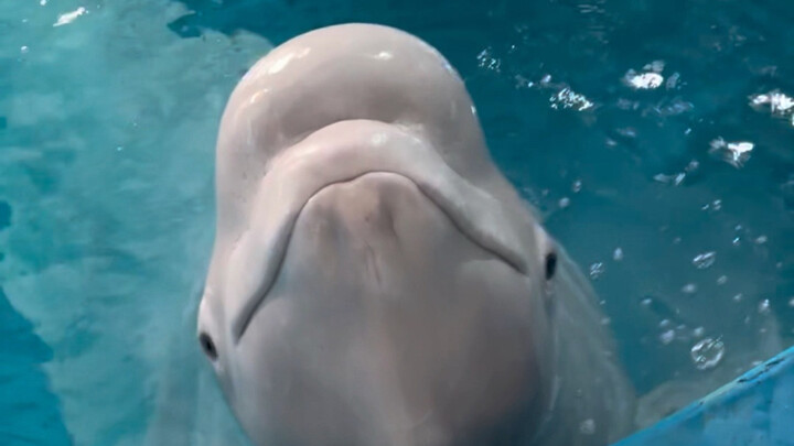 Big White is seriously not someone to mess with these days.