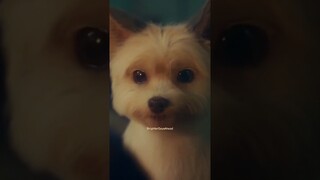 A Good Day To Be A Dog #new #kdrama  #shorts