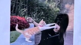 مذكرة بحث عن القطط