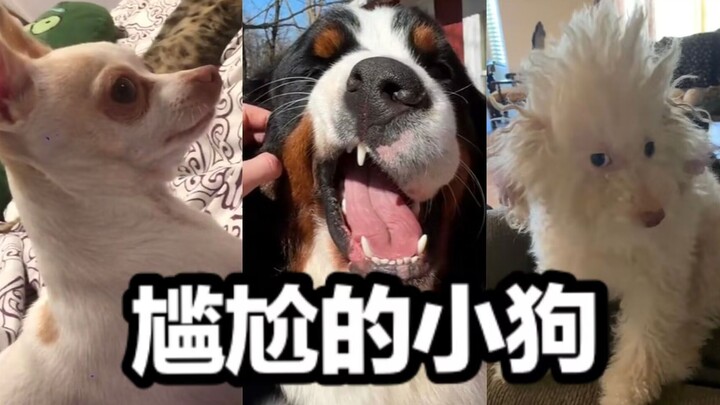 Saya akan mengunggah beberapa video yang bikin para anak anjing malu-maluin!