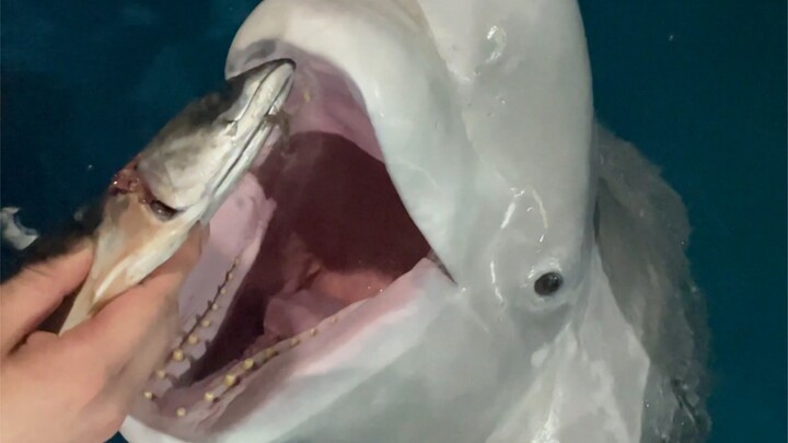 كوني حوتًا مرحًا يحب الأكل بسعادة 😬