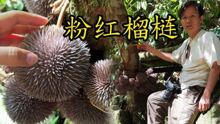 【水果猎人】马来西亚偶遇粉红色榴梿，能吃吗？