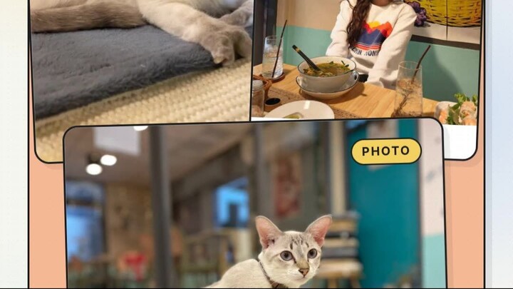 A Quiet Corner Cat Café Bangkok | มุมสงบในคาเฟ่แมวกรุงเทพ