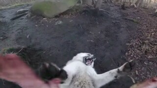 Wolf: Stop it, human...don't touch me anymore...