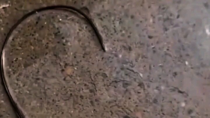 Why do horsehair worms emerge from mantises in water?