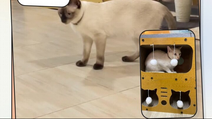 A Cat Welcomes a New Customer | น้องแมวต้อนรับลูกค้าใหม่