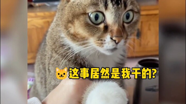 Cat: Oh no! I’ve been caught red-handed!