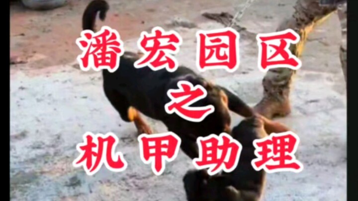 สวนอุตสาหกรรมพานหง ผู้ช่วยจักรกล (เฟรนช์บูลด็อก)